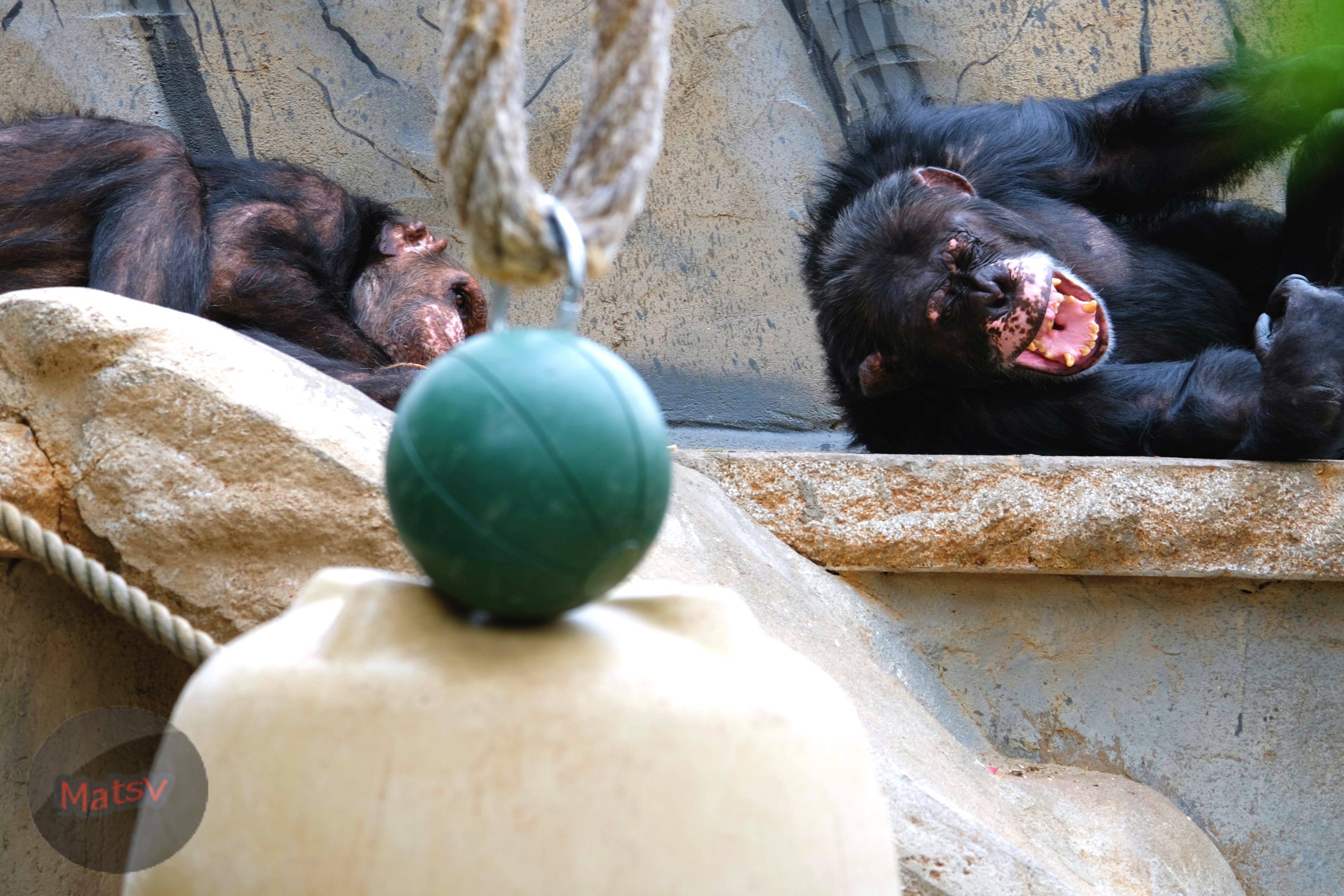 Laughing chimps.