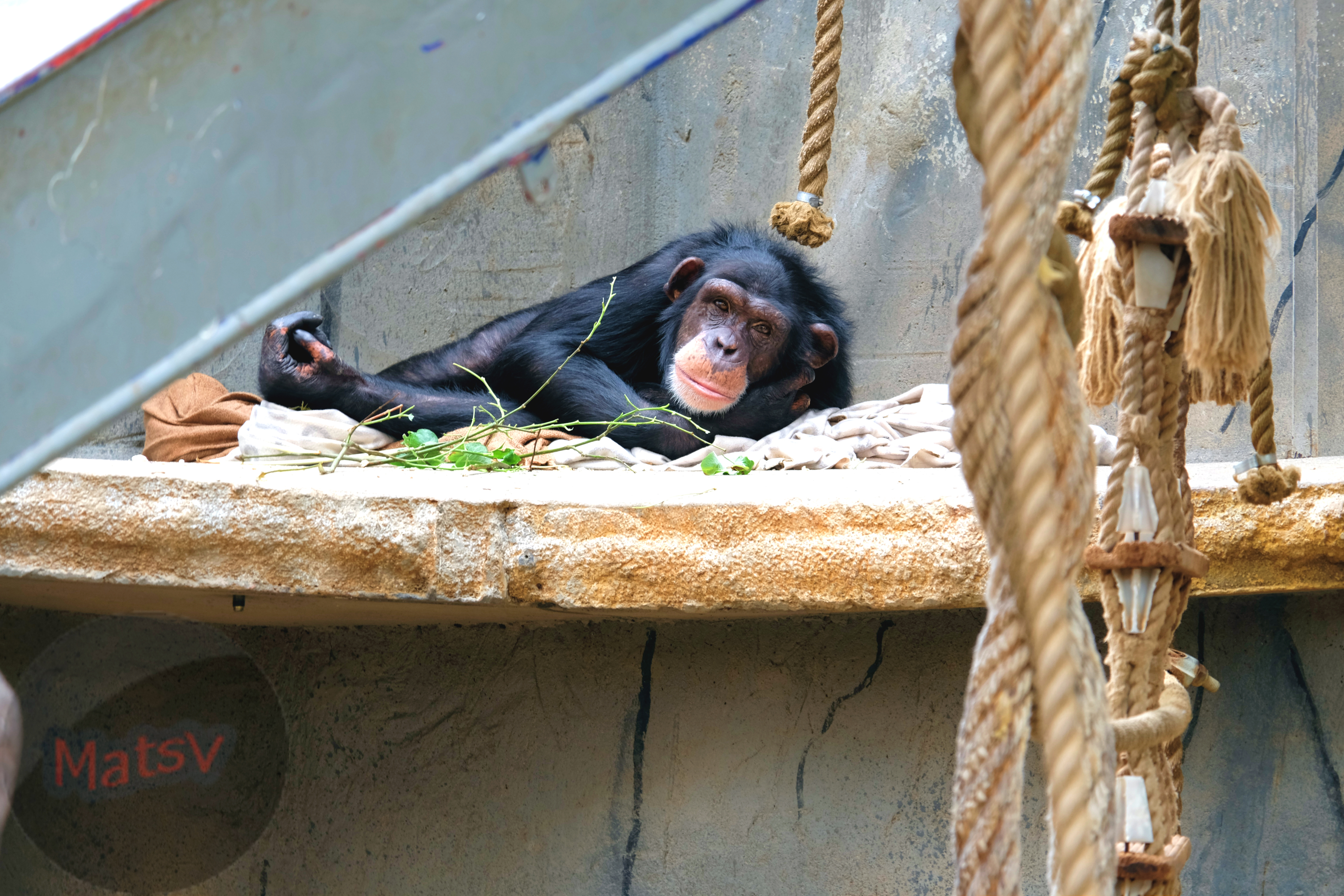 Resting chimp.