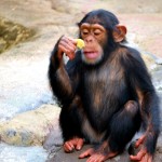 A chimp eating a chip.
