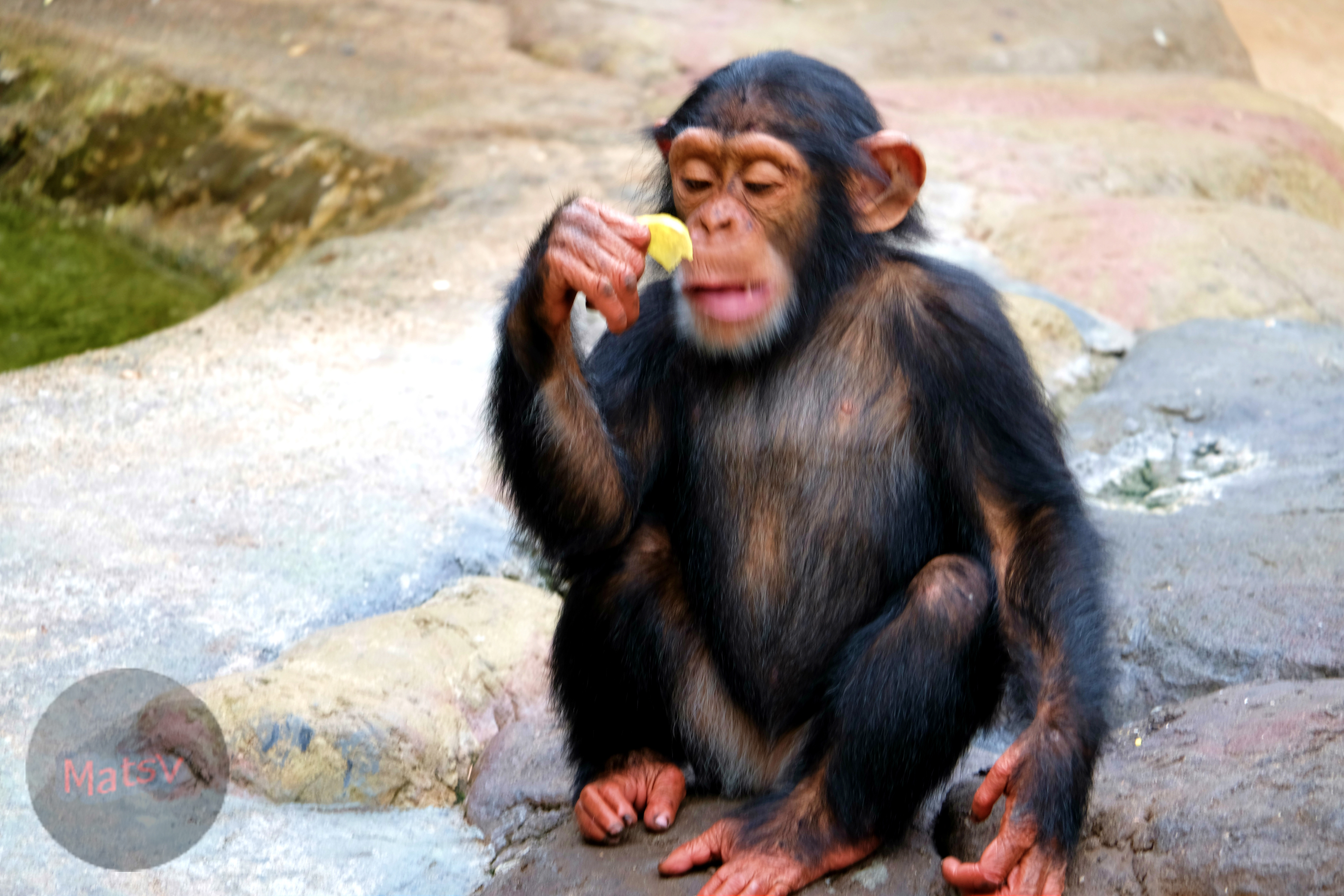 A chimp eating a chip.