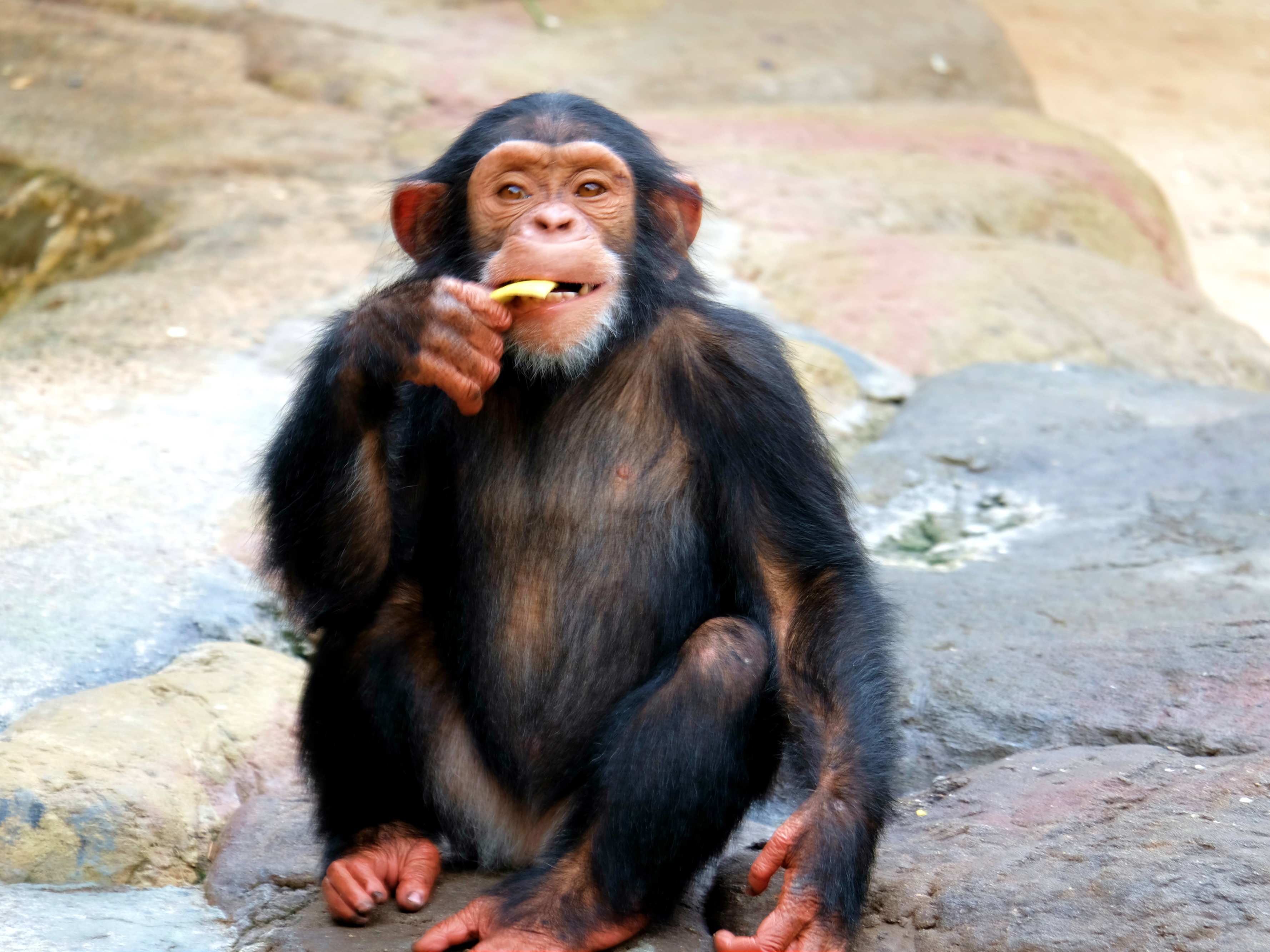 Chimp eating a chip