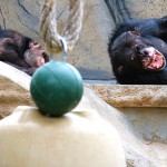 Laughing chimps.