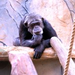 Thinking chimp
