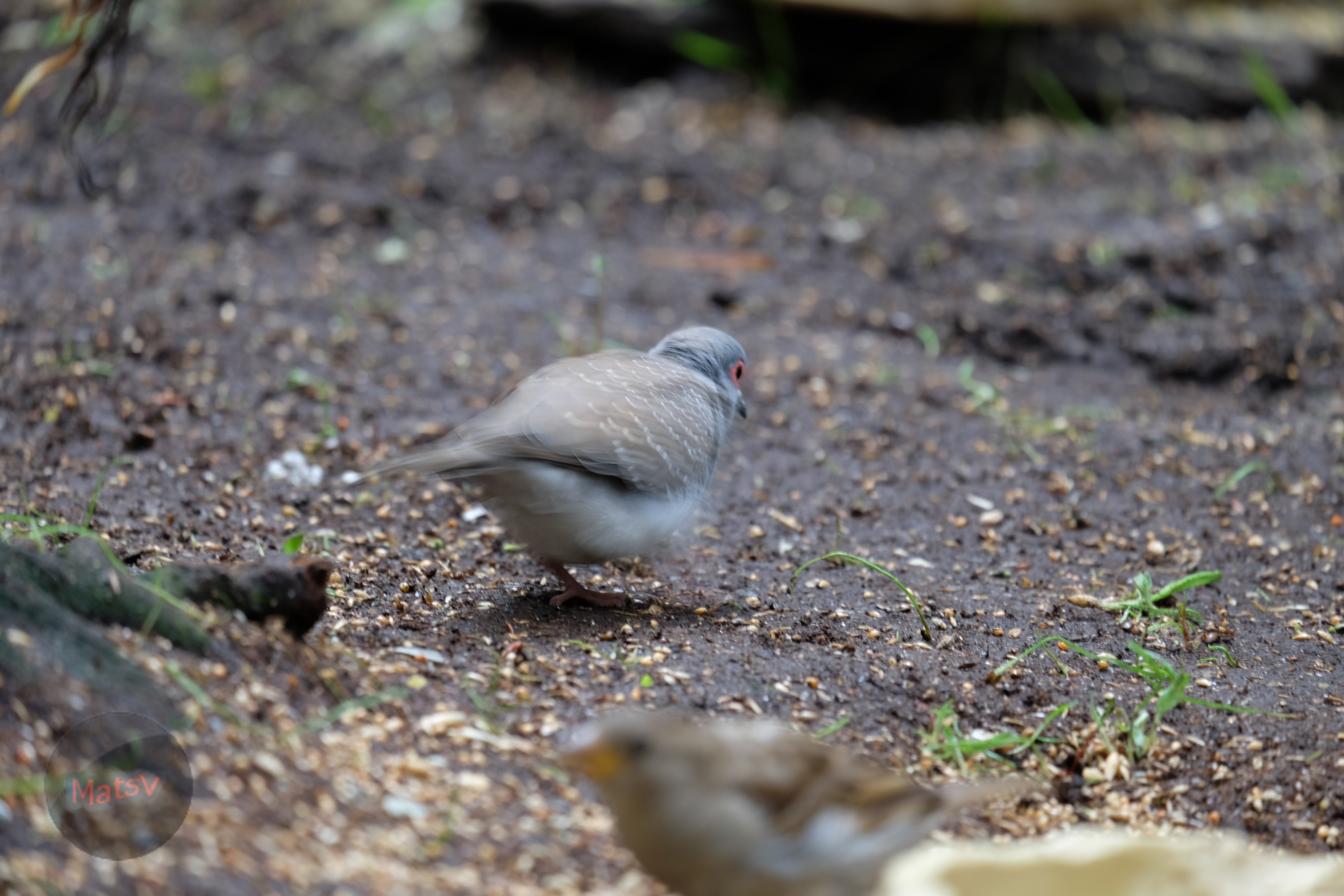 Yellow-breasted ground dove