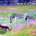 Zebras and blesbuck, grazing.